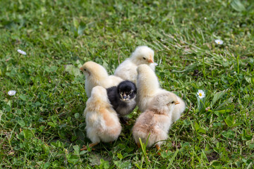 Group of little chicks on green grass outdoors. Cute newborn animals. Natural environment.