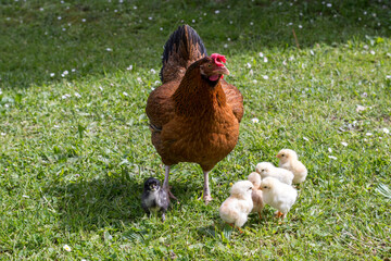 Group of little newborn chicks on green grass outdoors with mother hen. Natural environment.