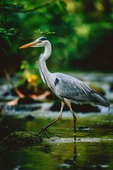 Fototapeta premium A bird standing on a rock in a river. Suitable for nature-themed designs