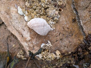 A Dog Whelk amongst acorn barnacles and other seashells on a British beach