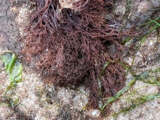Red seaweed on a British coast