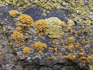 Various lichens growing on an old wall