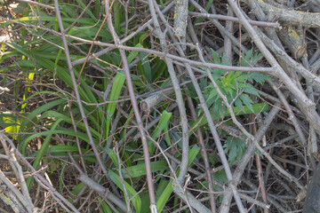 A close up photo of a patch of weeds growing between thick sticks and branches, green leaves, plantain grasses, wild vegetation