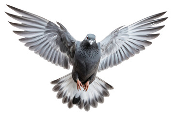 Naklejka premium PNG Animal bird wildlife outdoors.