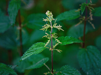 Urtica Dioica in nature, closeup. Stinging nettle, family Urticaceae. Stinging nettle plant and...