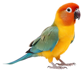 PNG Parrot bird lovebird animal.