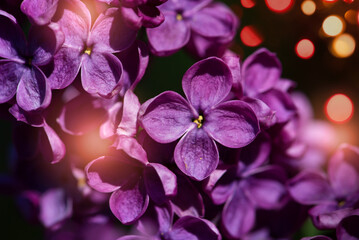 Macro shot bright violet lilac flowers. Abstract romantic floral background.