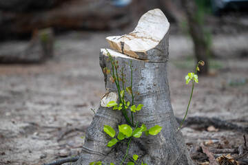 Stump of freshly cut tree in forest