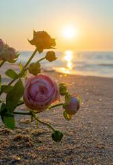 Rose flowers lying on sand of beach of sea shore coast at sunset dawn close-up. Blossoming blooming...
