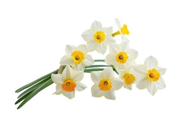 Fototapeta premium Beautiful white and yellow flowers on a clean white background. Perfect for spring or nature-themed designs