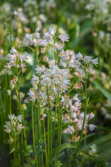 Hyacinthoides, flowering plants in a park in Holland