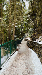 Snow-covered path with trees on either side in a wintry forest