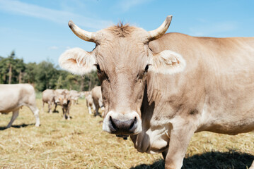 Close-Up Portrait of a Tan Cow in a Sunny Field With Herd in the Background