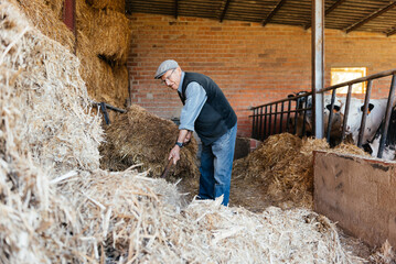 Senior Man Standing Next to a Pile of Hay in a Barn