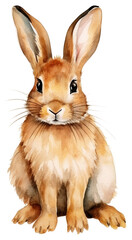 PNG Rodent mammal animal rabbit.