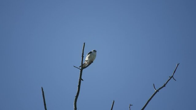 White tailed kite on tree top on a windy winter day 