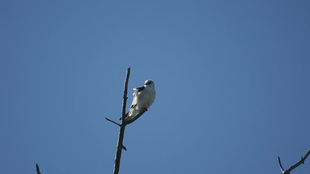 White tailed kite on tree top on a windy winter day close up 