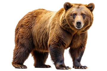 Ferocious brown grizzly bear on a transparent background (PNG)

