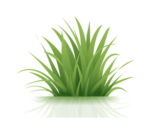 Green Grass Isolated White Background
