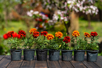 Yellow and orange marigold seedlings are prepared for planting in the open ground in spring. Garden flowers in black plastic flower pots, closeup