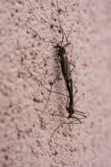 Two tipulidae crane flies mating on a wall background, closeup
