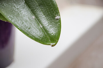 long-tailed mealybug - Pseudococcus longispinus (Pseudococcidae) on a sticky orchid leaf.