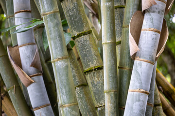 Bamboo in the tropical garden for your background