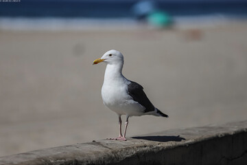 San Diego, CA USA