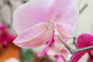 colony of long-tailed mealybug on the back of an orchid flower. pest control concept