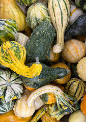 Colorful gourds in various shapes
