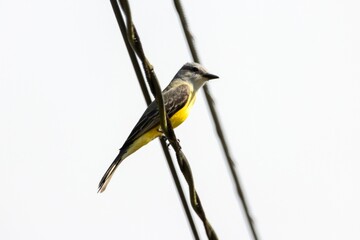 Tropical kingbird, Tyrannus melancholicus, on a wire