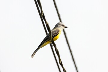 Tropical kingbird, Tyrannus melancholicus, on a wire