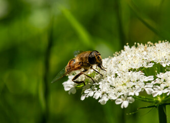 wild honey bee, Bee collecting pollen on white flowers in spring
