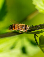 wild honey bee, Bee collecting pollen on white flowers in spring