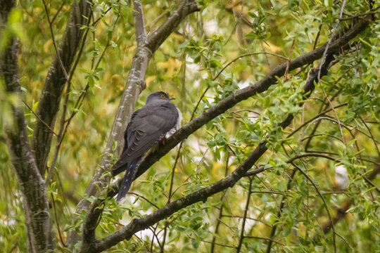 Selective focus photo. Common cuckoo bird, Cuculus canorus on tree.