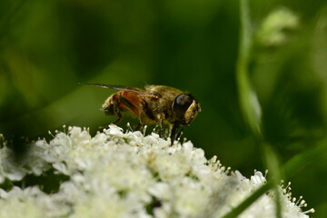 wild honey bee, Bee collecting pollen on white flowers in spring