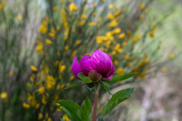 Detail of a wild peony in the forest