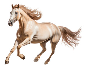 Obraz premium PNG Arabian horse running stallion animal mammal.