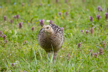 休耕田の餌を探す雉
