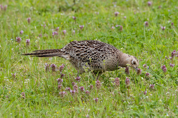 休耕田の餌を探す雉
