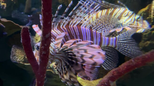 A fish with a purple tail is swimming in a tank. The fish is surrounded by coral and rocks