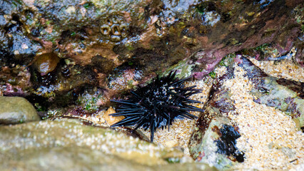 Sea urchin (Landak laut, bulu babi). About 950 species of sea urchin are distributed on the seabeds of every ocean