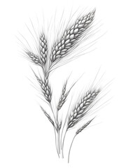 Naklejka premium Espigas de trigo dibujada a mano con lápiz negro sobre un fondo blanco aislado. Vista de frente y de cerca. Copy space. AI Generativa