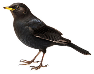 PNG North blackbird turdus merula animal beak white background.