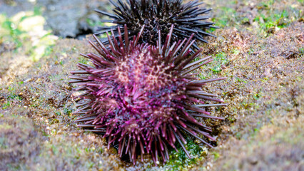 Sea urchin (Landak laut, bulu babi). About 950 species of sea urchin are distributed on the seabeds of every ocean