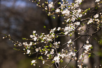Blooming apple tree branches in spring