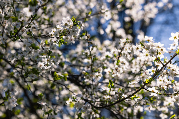 White flowers on tree branches in spring