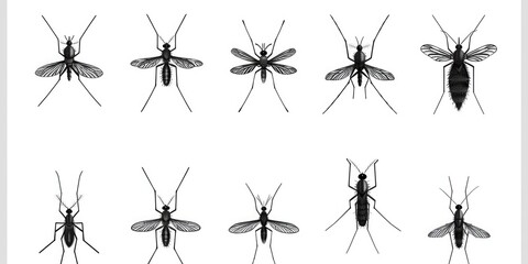 A collection of mosquitoes on a plain white backdrop. Ideal for scientific or educational use
