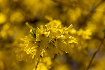 Obraz premium Close view of a flowering Forsythia branch