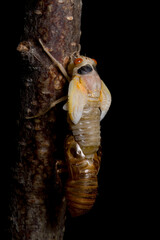 13 year periodical cicada hatching